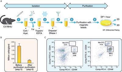 A FACS-Free Purification Method to Study Estrogen Signaling, Organoid Formation, and Metabolic Reprogramming in Mammary Epithelial Cells